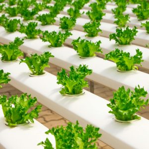 Lettuce production Level 1