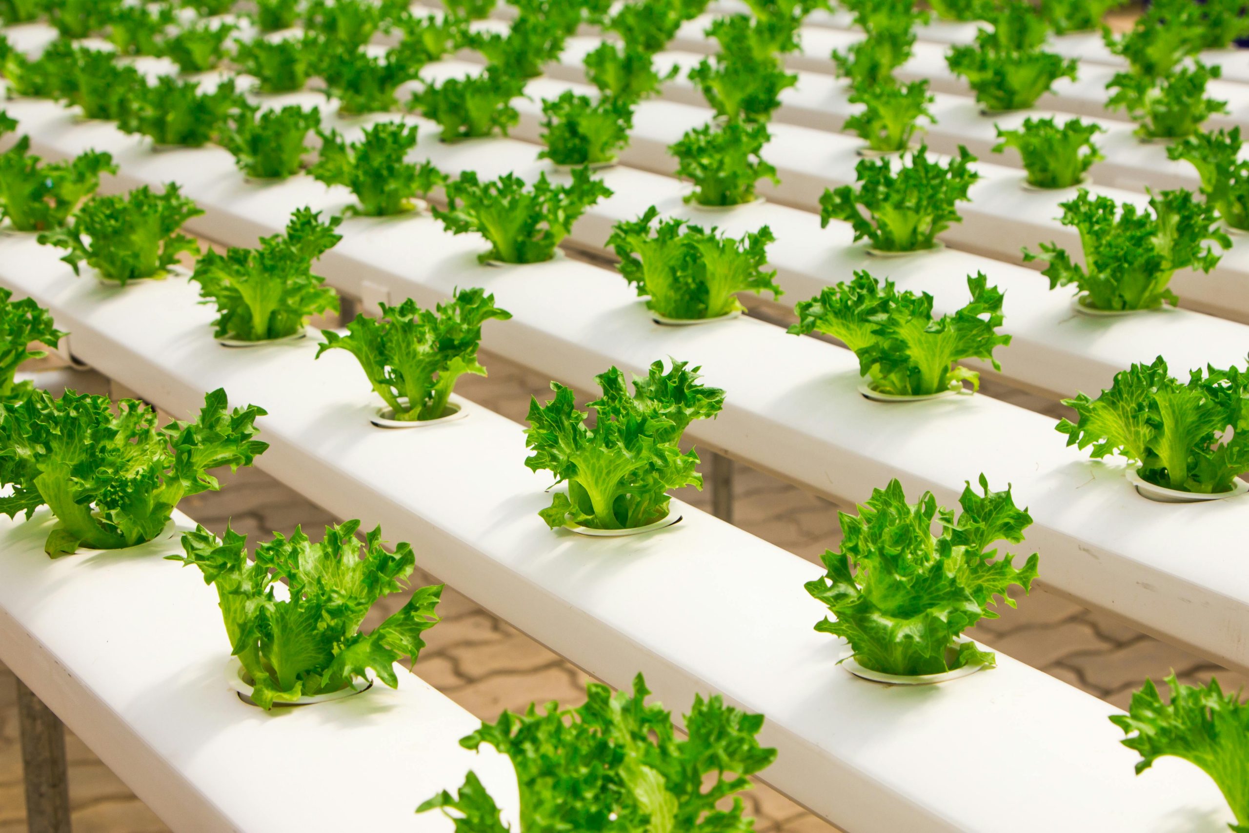 Lettuce production Level 1