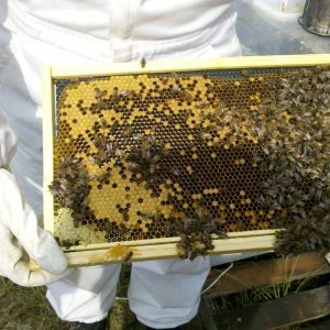 Apiculture