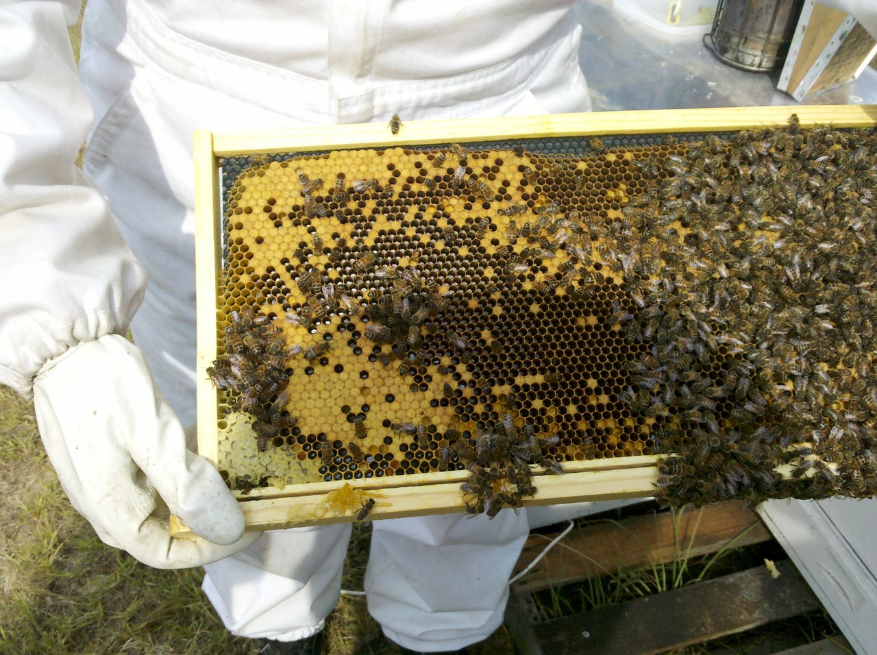 Apiculture