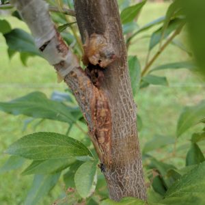 Plant Propagation - Grafting