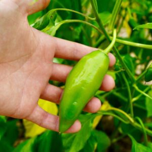 Agriculture – Challenges and Economic Importance