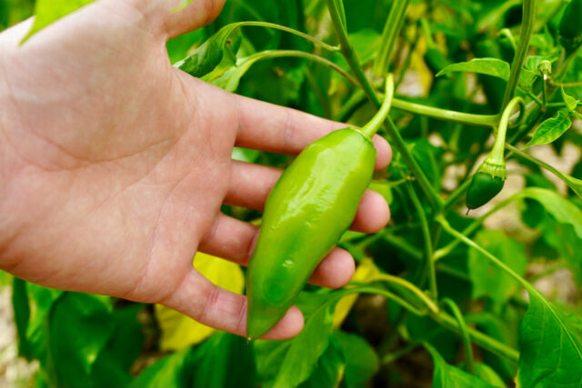 Agriculture – Challenges and Economic Importance