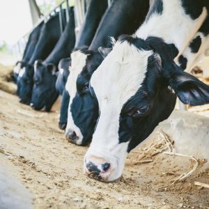 Understanding Livestock: Ruminants vs Non-Ruminants