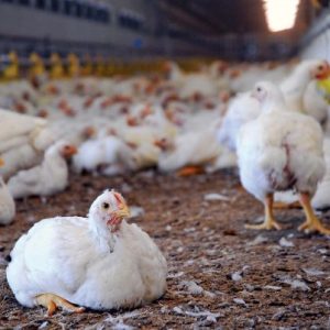 Optimizing Broiler Production: Spacing for Health and Performance