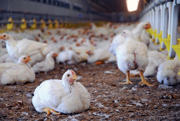 Optimizing Broiler Production: Spacing for Health and Performance