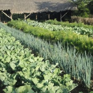 Introduction to Cropping Systems