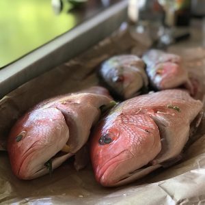 Know Your Catch – Caribbean Fish Identification