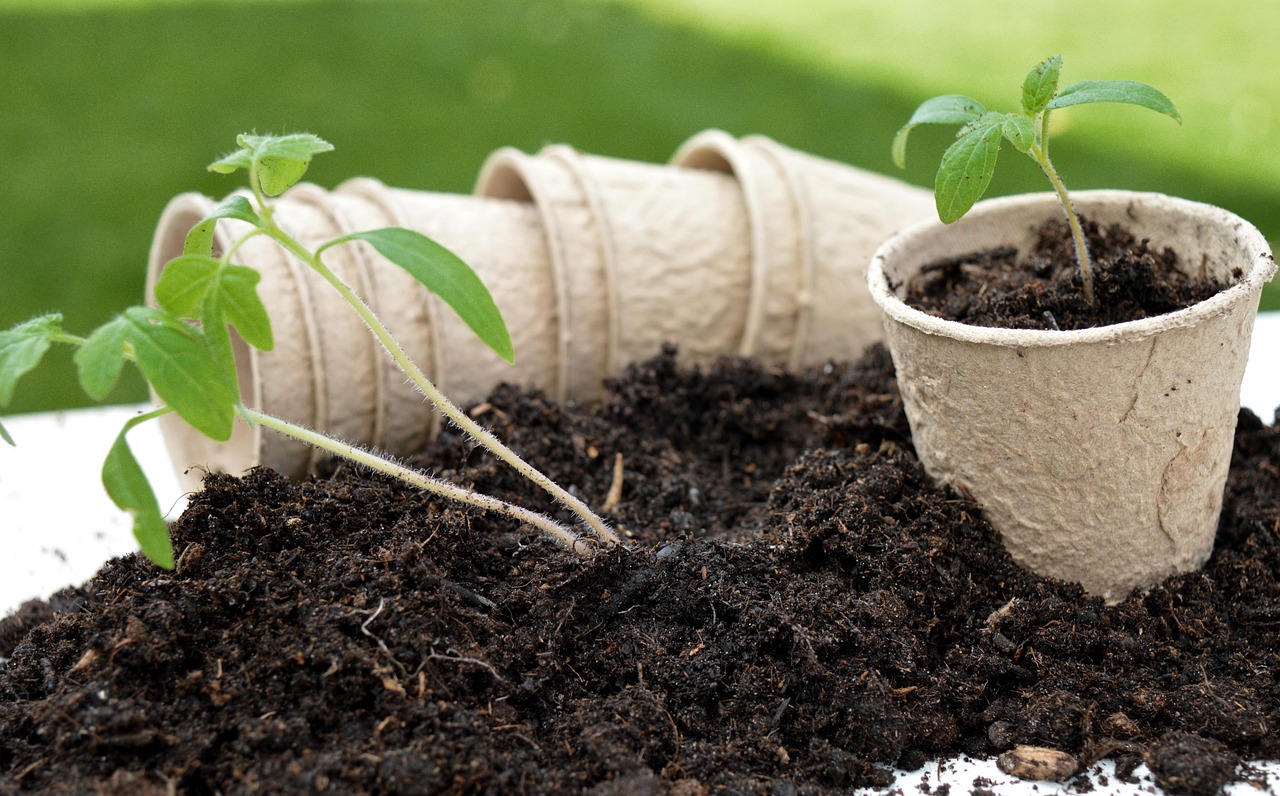 Home Gardening in the Caribbean