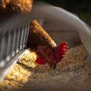 Poultry Management: Broilers and Layers