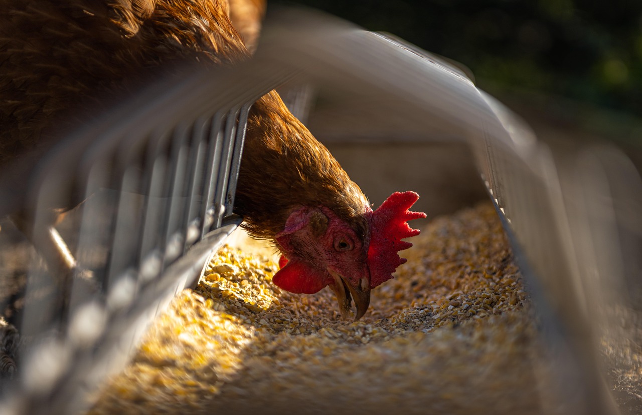 Poultry Management: Broilers and Layers