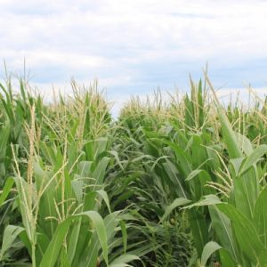 Alternatives to Conventional Farming