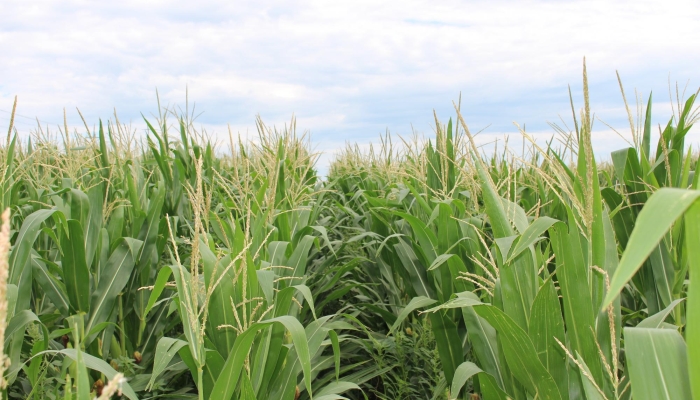 Alternatives to Conventional Farming