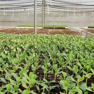 Nursery Management and Seedling Production