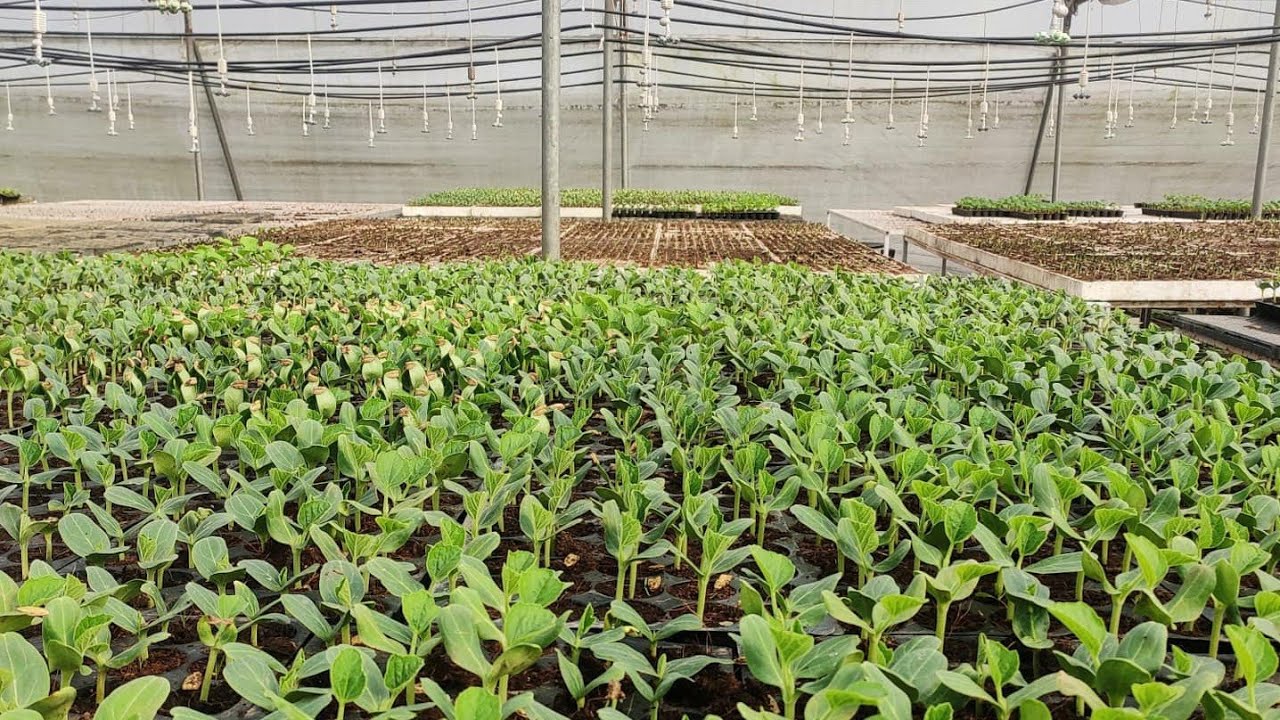 Nursery Management and Seedling Production