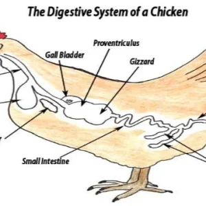 Poultry Digestion