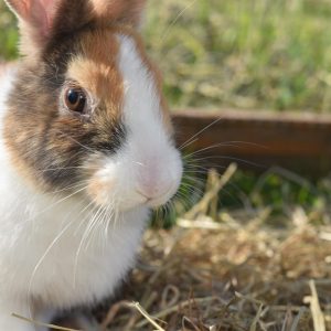 Rabbit Production