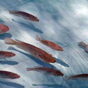 Tropical Aquaculture