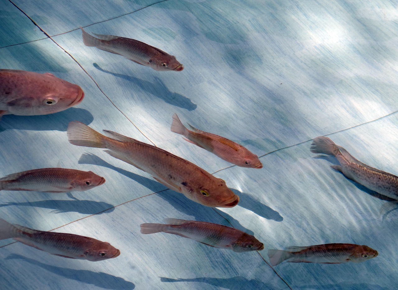 Tropical Aquaculture